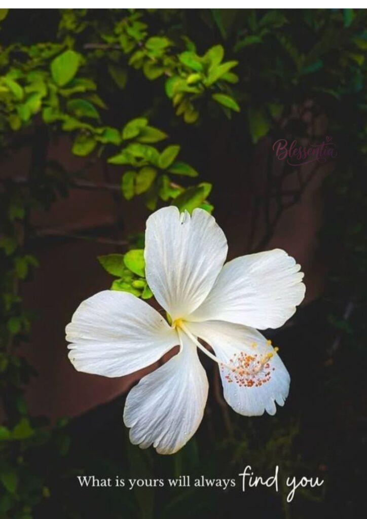 aesthetic-flower-captions