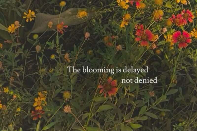 150+ Flower Captions for Instagram to Make Your Photos Bloom | Best Flower Captions for Instagram